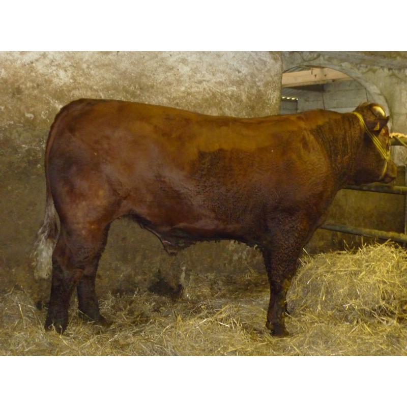 Caissette de 10kg de boeuf Spéciale viande hachée - Producteurs de  Haute-Loire